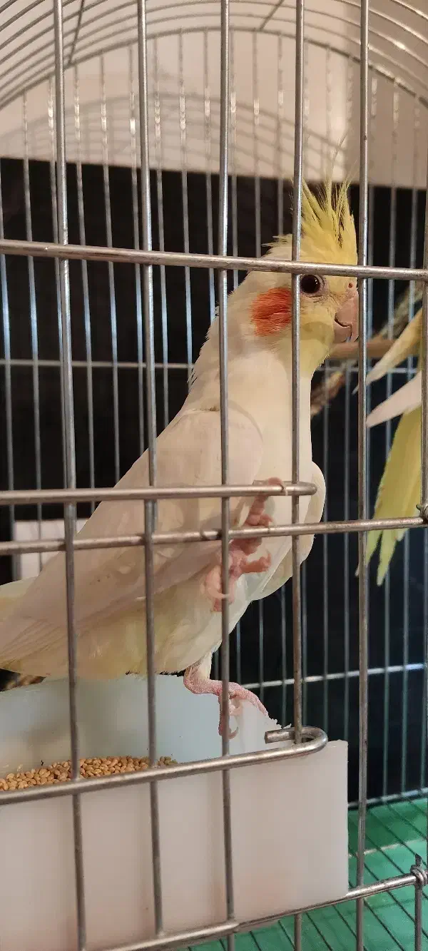 دو عدد عروس هلندی لوتینو زعفرونی و دوتا نر رنگی|پرنده|شاهین‌شهر, فیض|دیوار