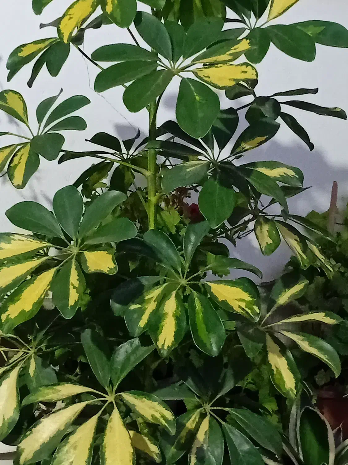 انواع گلهای طبیعی|گل و گیاه طبیعی|ماسال, |دیوار