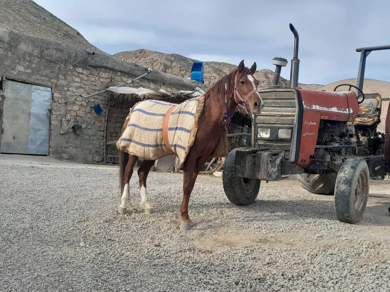 اسب|اسب و تجهیزات اسبسواری|لطف آباد, |دیوار