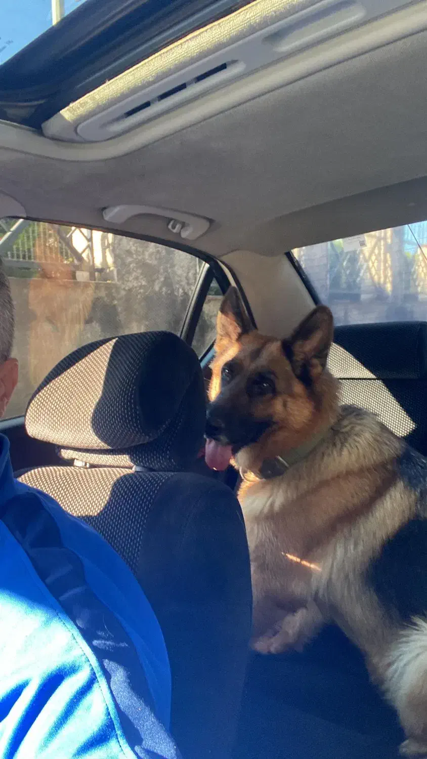 واگذاری سگ ژرمن|سگ|آستانه اشرفیه, |دیوار