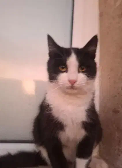 گربه تاکسیدو|گربه|زنجان, |دیوار