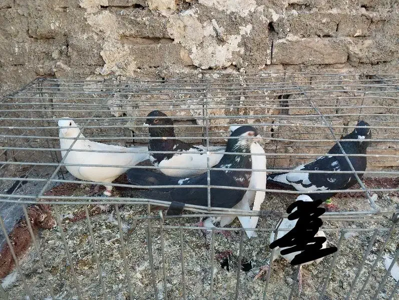 8تا حیون خوب پرشی همش 2|پرنده|گلبهار, نوبهار|دیوار