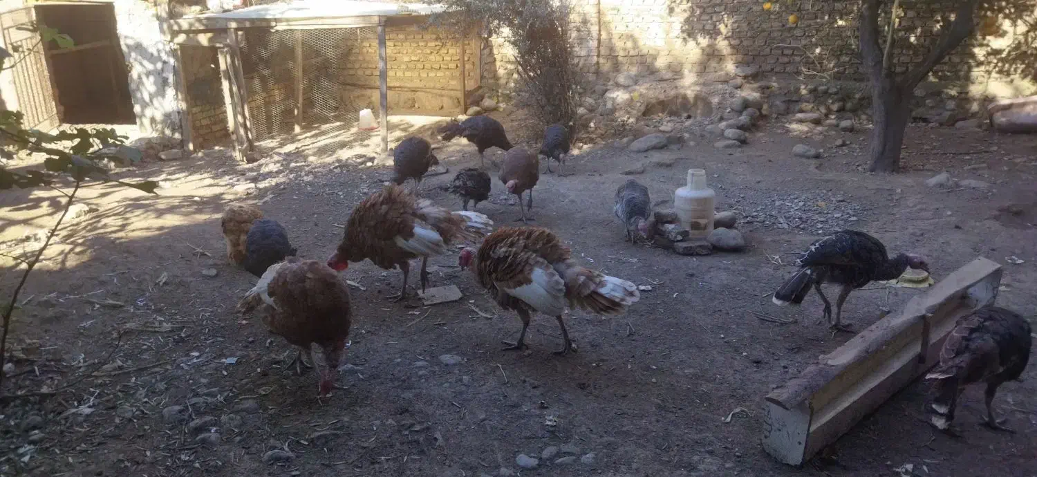 بوقلمون بوربون|حیوانات مزرعه|فاضل آباد, |دیوار