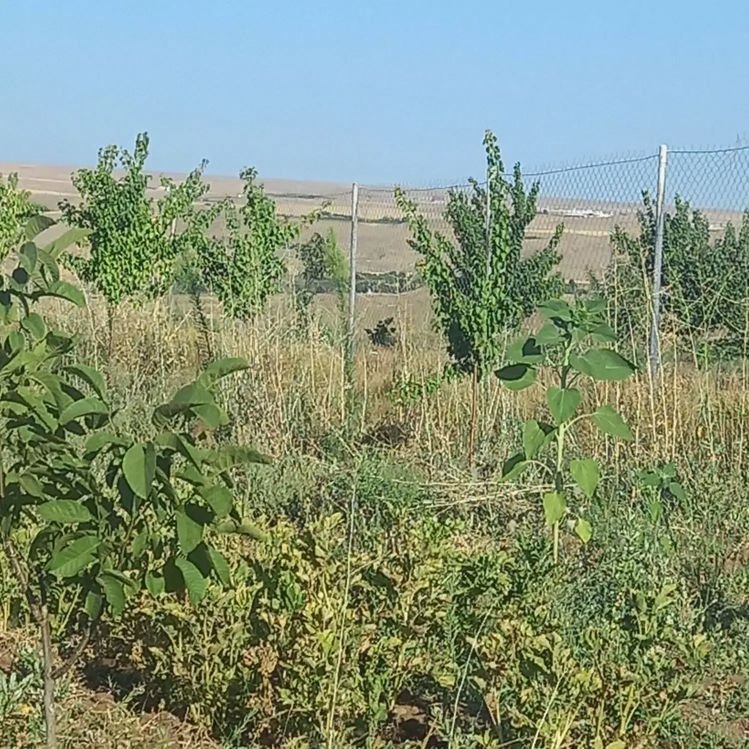 باغچه|فروش زمین و ملک کلنگی|زنجانرود, |دیوار