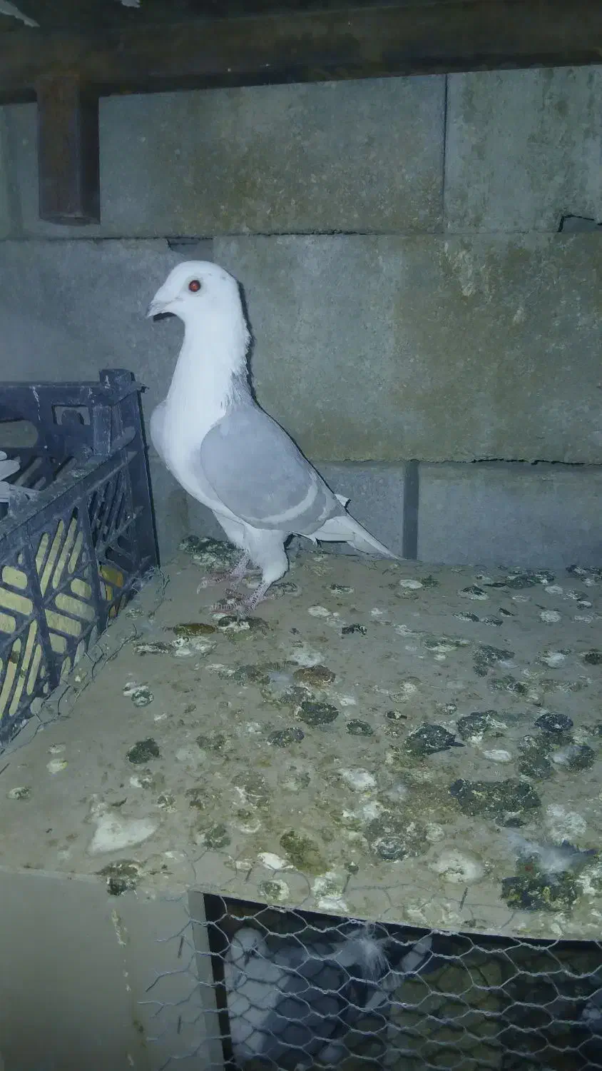 پرنده|پرنده|لار, |دیوار