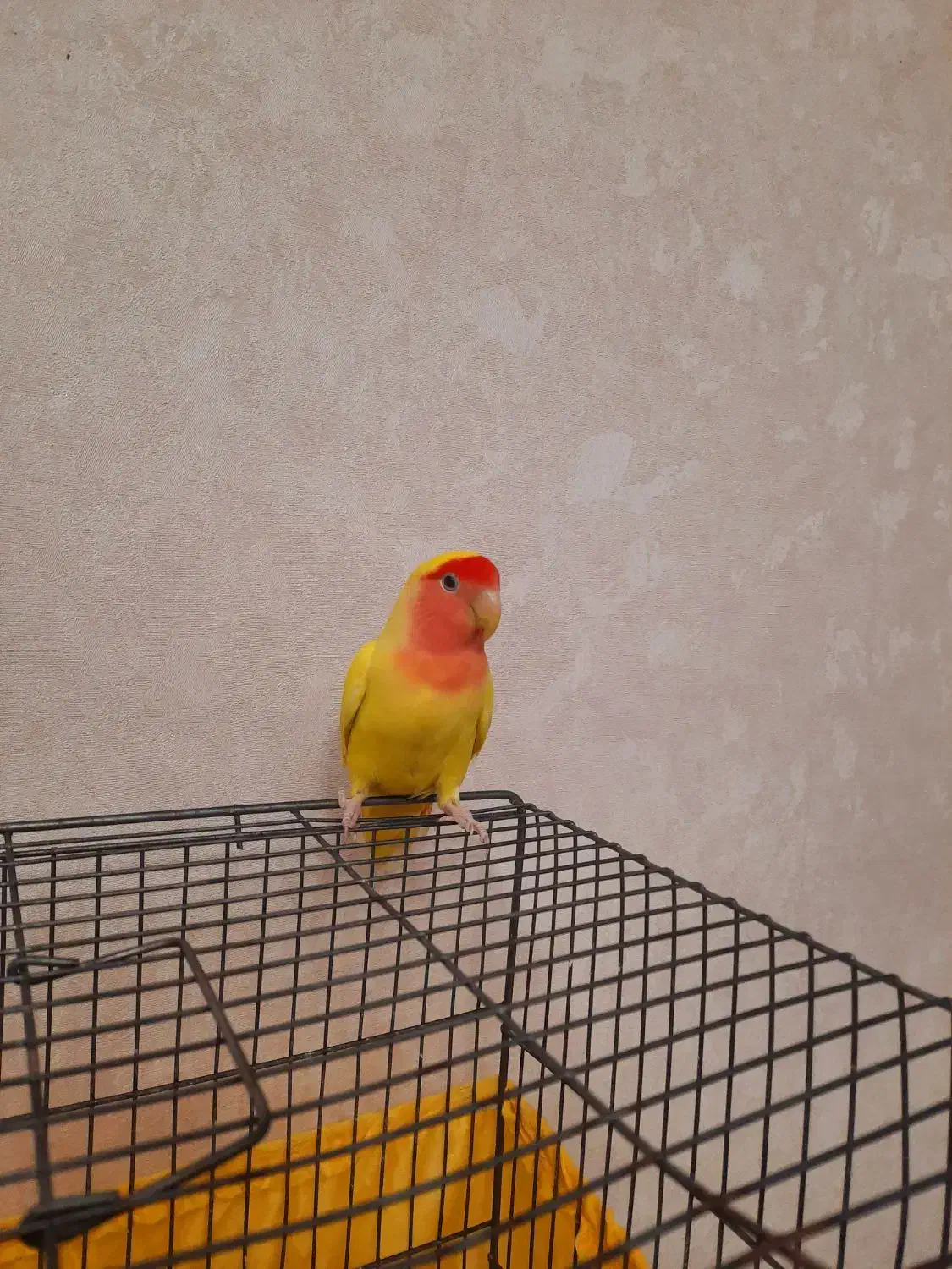 طوطی برزیلی|پرنده|تهران, گرگان|دیوار