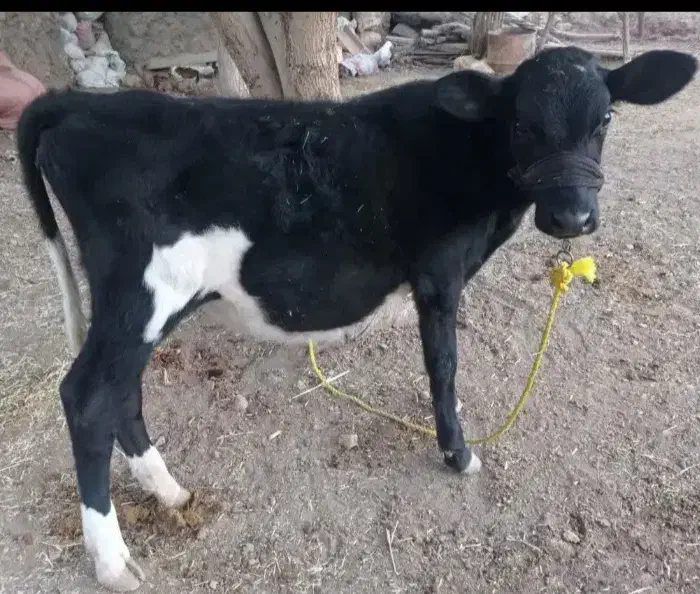 گوساله|حیوانات مزرعه|سرپل ذهاب, |دیوار