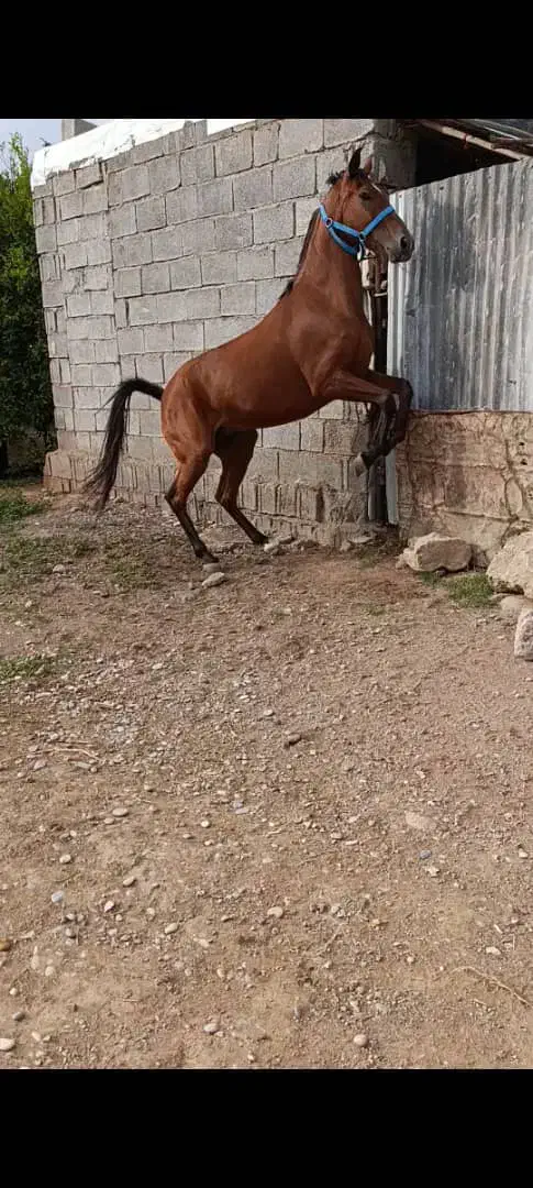 اسب مادیان عربی|اسب و تجهیزات اسبسواری|اهواز, دغاغله|دیوار