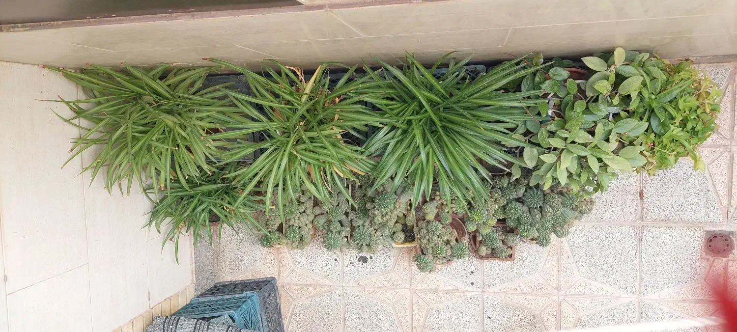 واگذاری کلیه کاکتوس ها|گل و گیاه طبیعی|فولادشهر, B2|دیوار