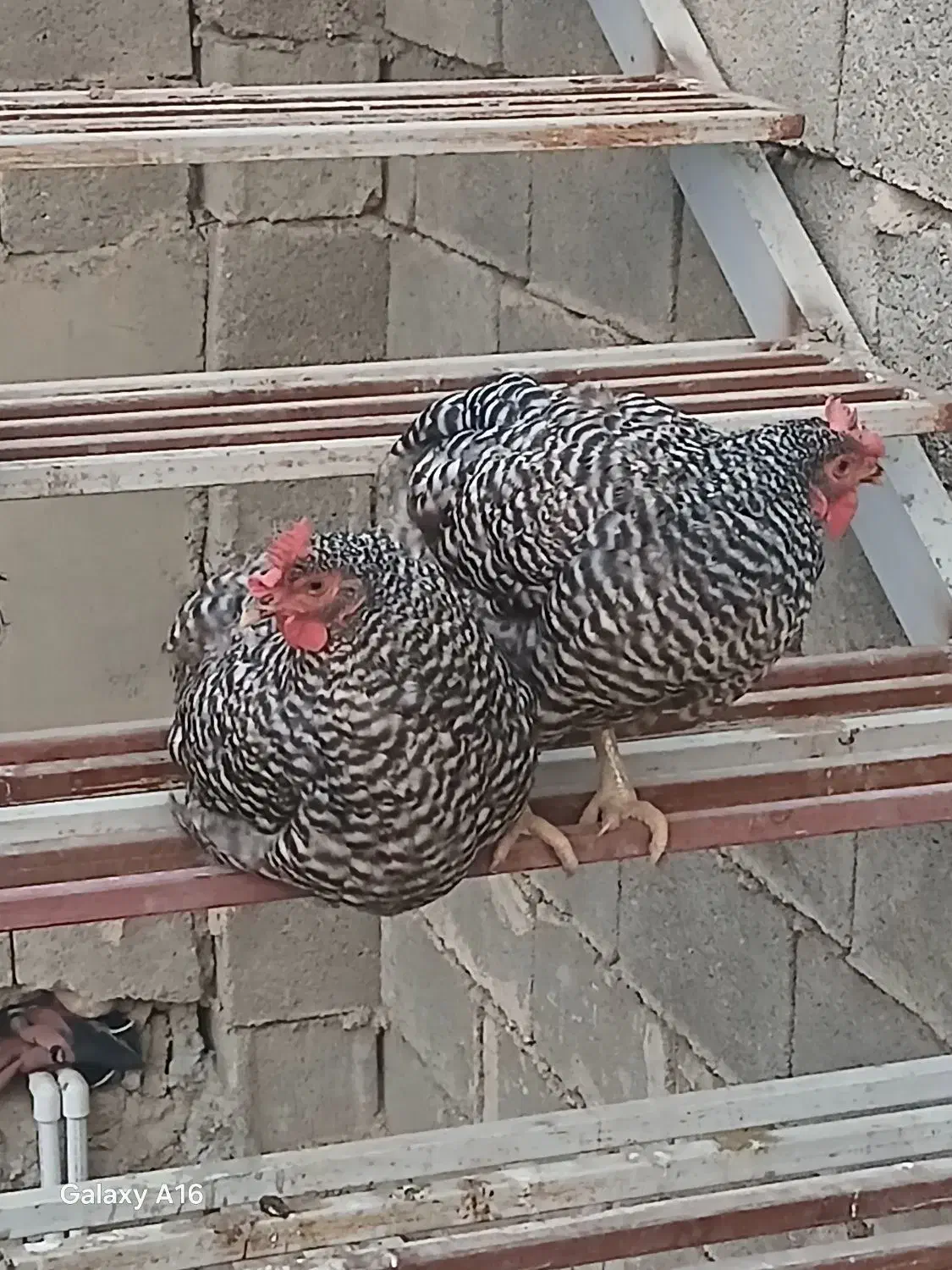 میلورم  و مرغ وخروس|حیوانات مزرعه|بوشهر, |دیوار