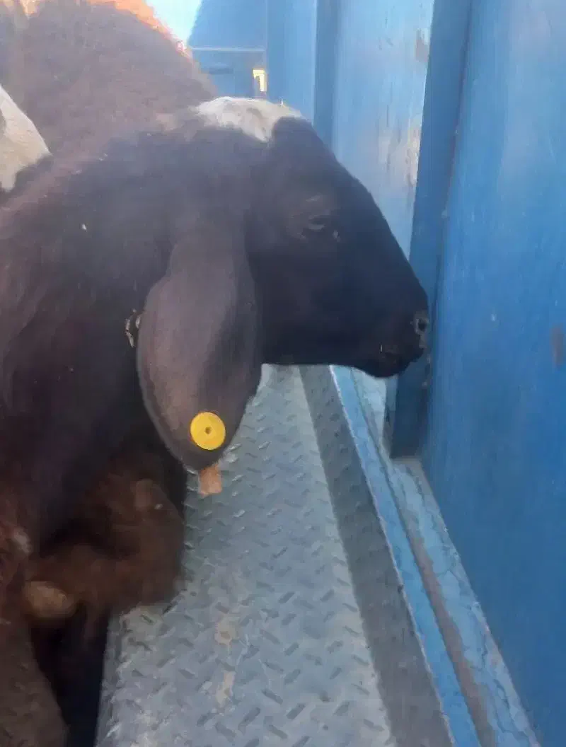 گوسفند گمشده تعداد۲۳عددمیش آبستن|حیوانات|همدان, |دیوار