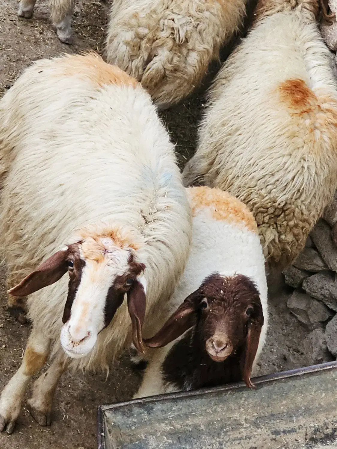 میش وبره داشتی شیرا سه شکم دوباره ابستن هستن|حیوانات مزرعه|گچی, |دیوار