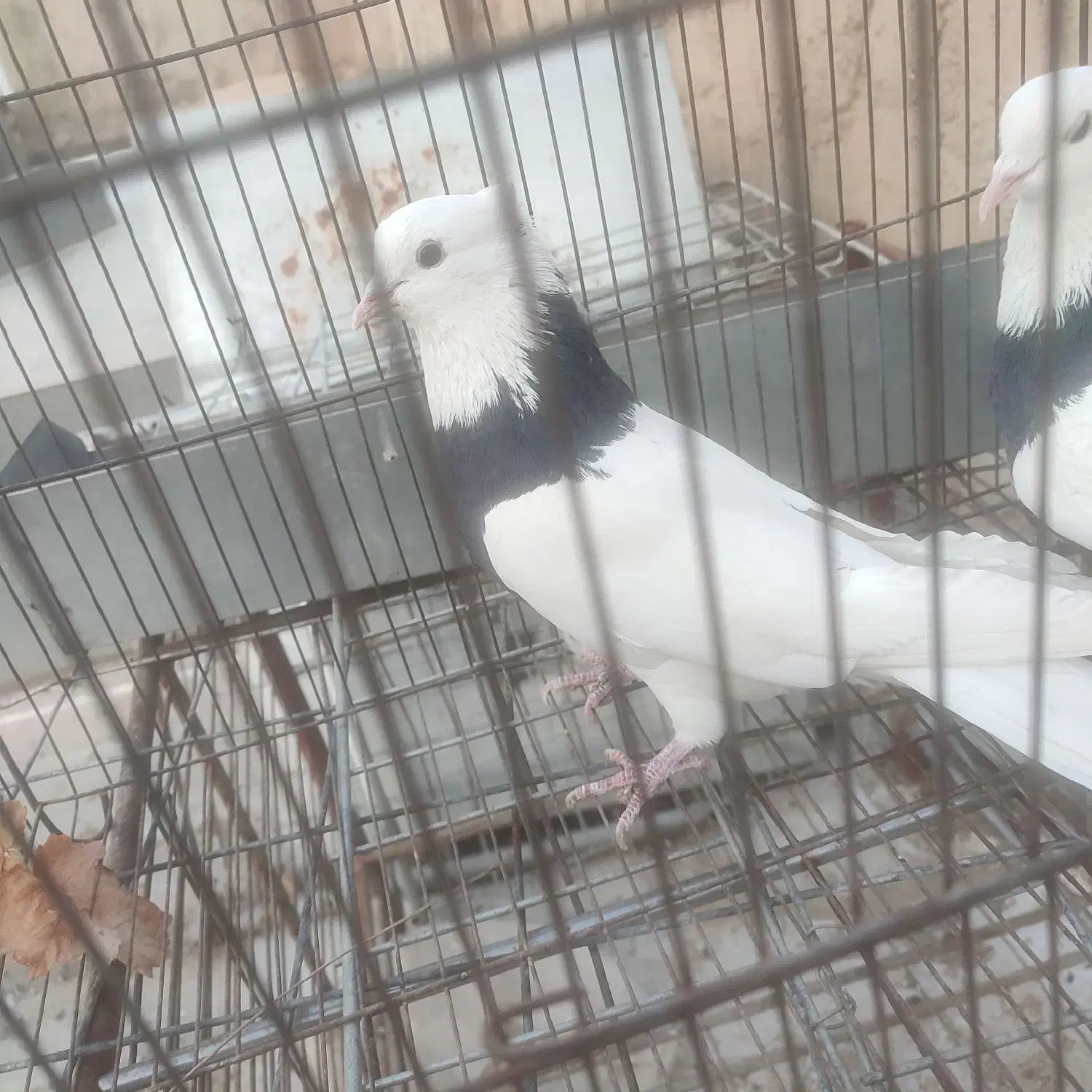 کبوتر طوقی|پرنده|نجفآباد, کهریزسنگ|دیوار