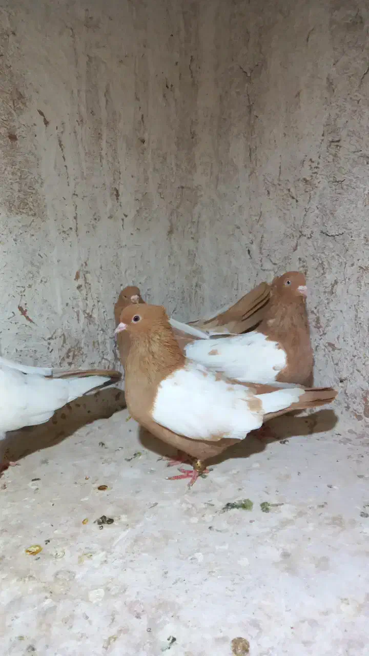 کبوتر سینه زرد|پرنده|تربت جام, بهشت نبی|دیوار