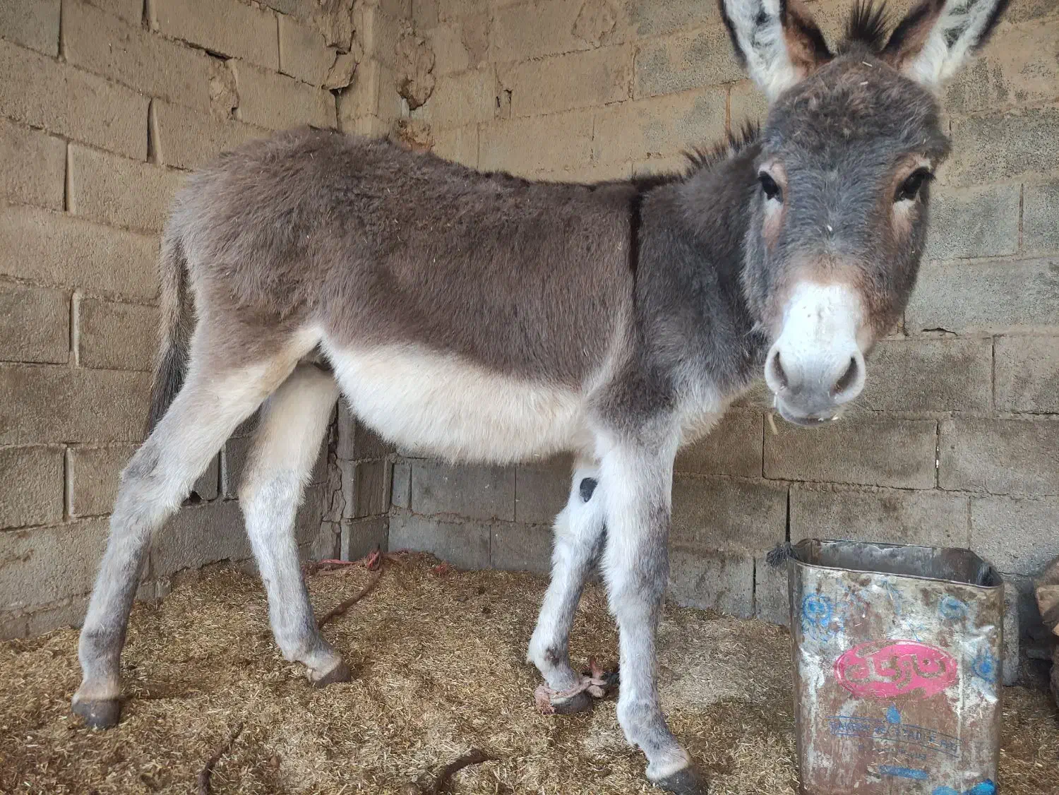 خر نر قیمت 8 ملیون الاغ گوسفندی چاق|حیوانات مزرعه|کلاله, |دیوار