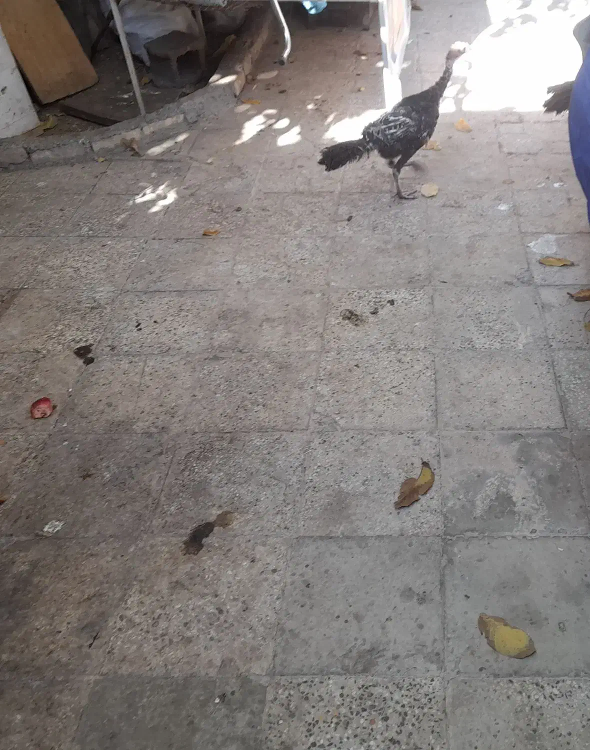 بوقلمون|حیوانات مزرعه|یاسوج, |دیوار