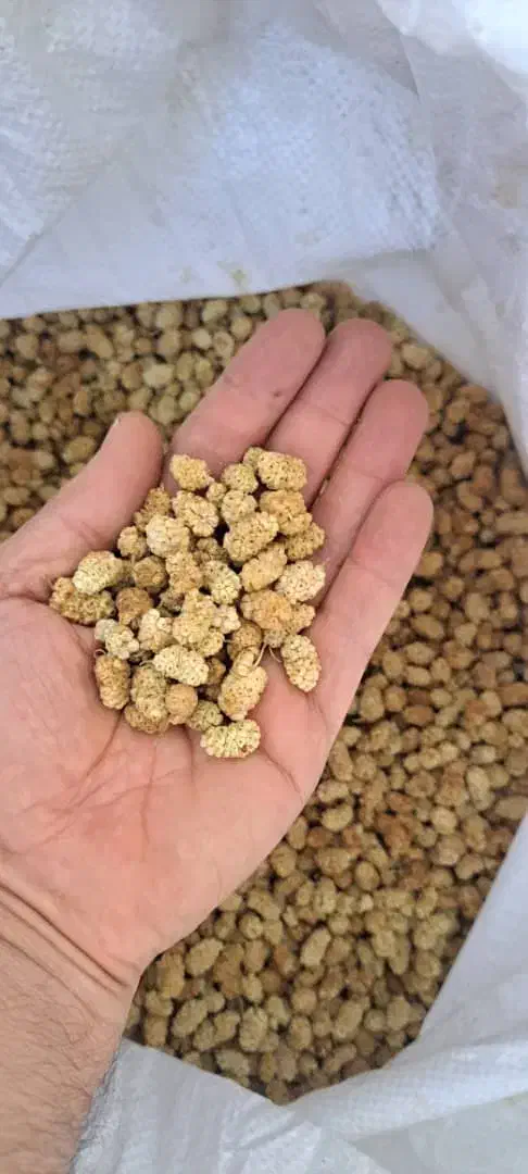 فروش توت خشک|خوردنی و آشامیدنی|قم, قلعه کامکار|دیوار