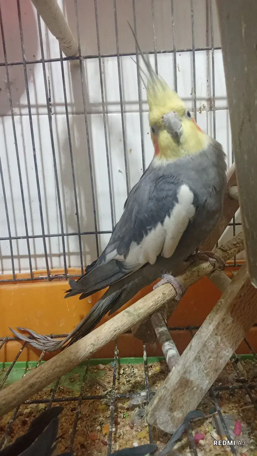 عروس هلندی نر|پرنده|بندر امام خمینی, |دیوار