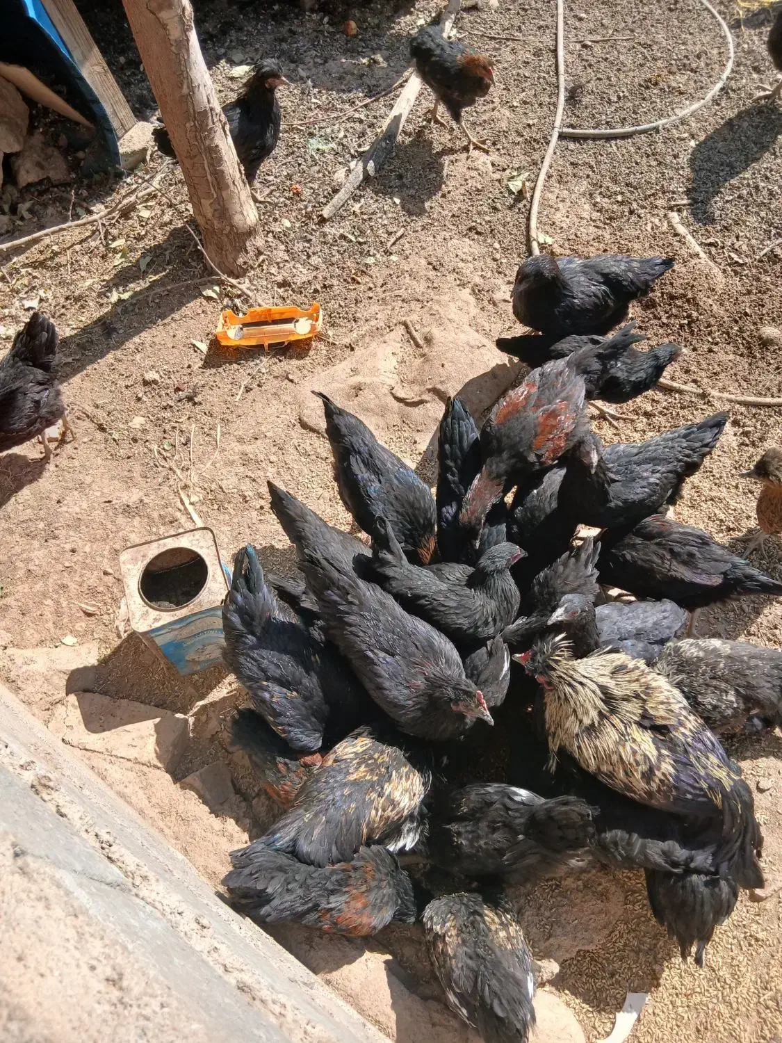 خروس دوتک جوان به دردبخور|حیوانات مزرعه|بروجن, |دیوار