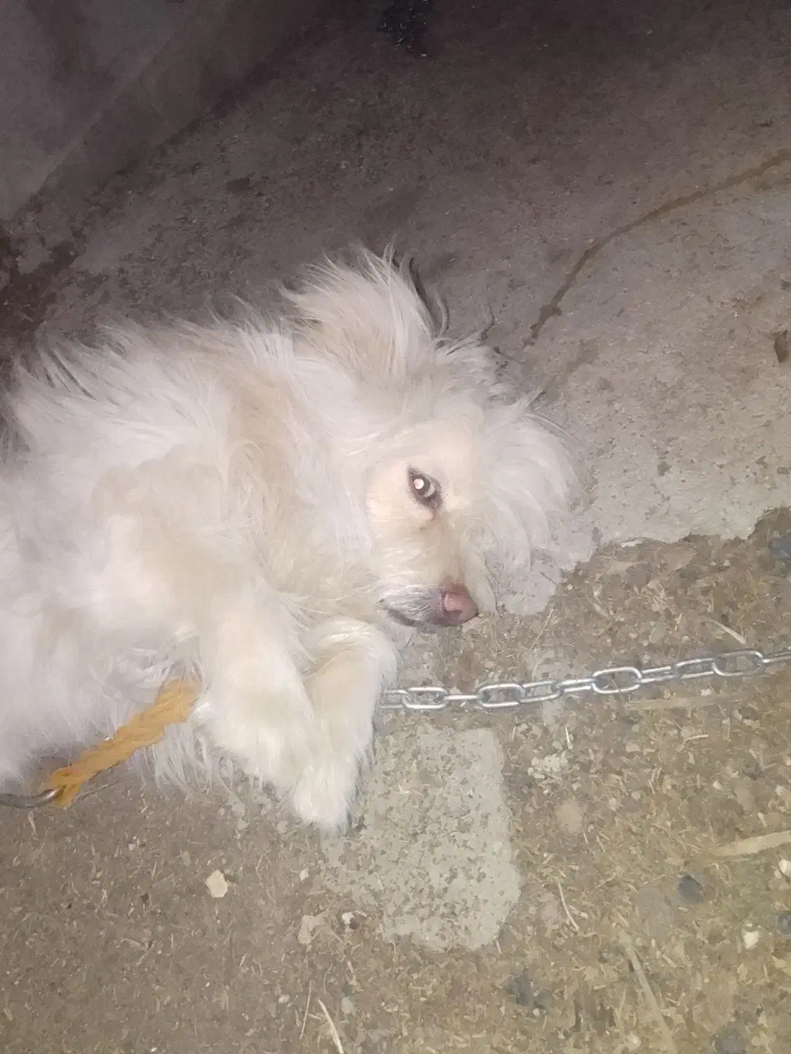 سگ شیتزو|سگ|یاسوج, |دیوار