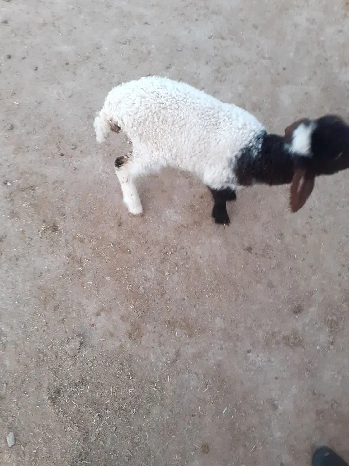 یک عدد بره ماده|حیوانات مزرعه|دهلران, |دیوار