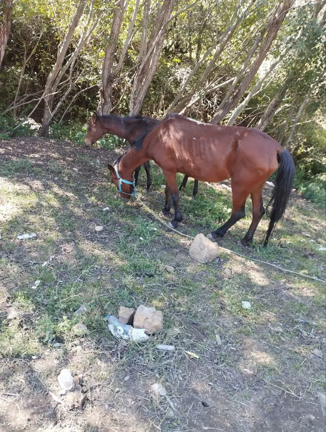 اسب|اسب و تجهیزات اسبسواری|گرمی, |دیوار