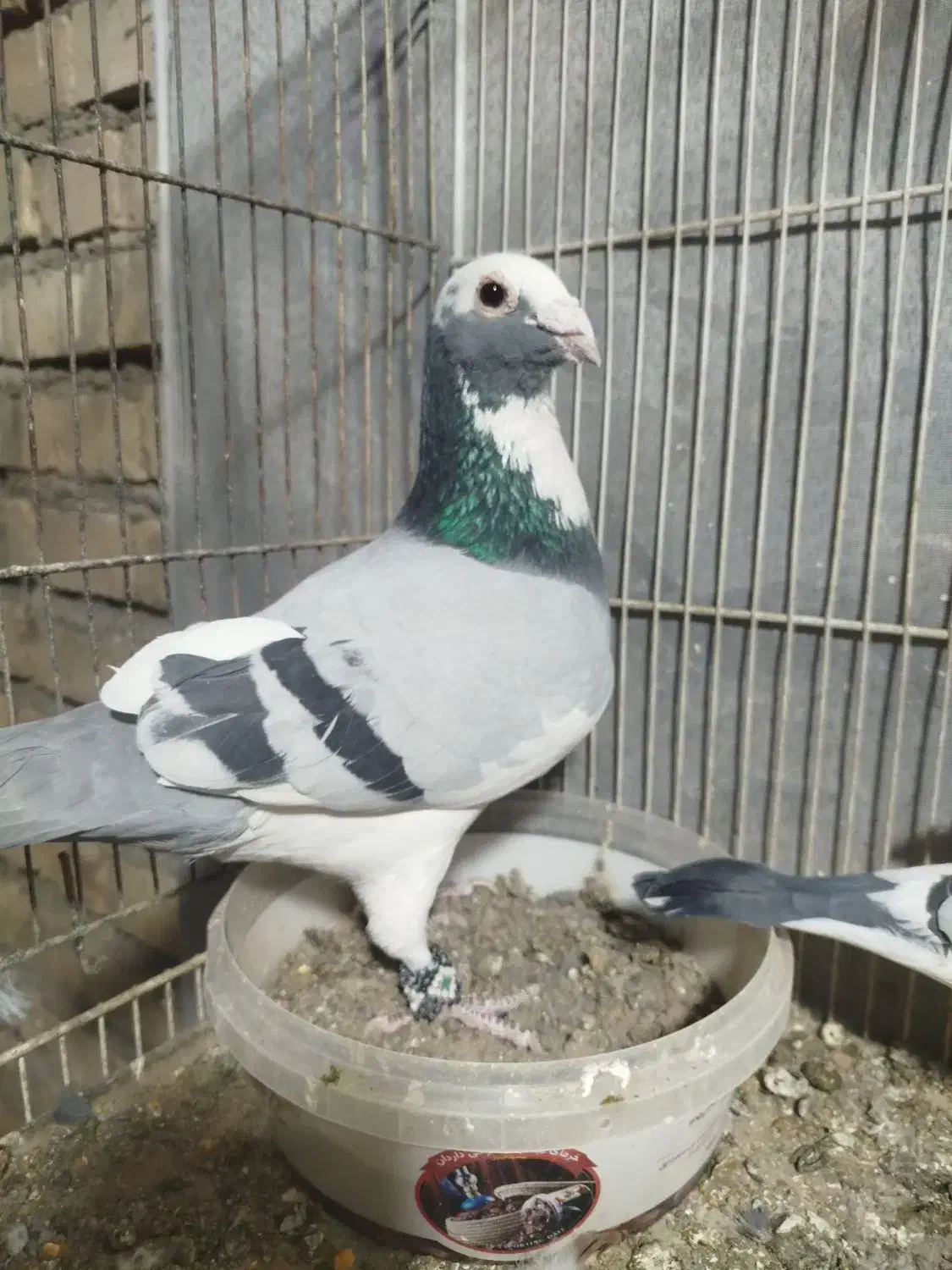 کفتر پلاکی مسافتی|پرنده|مشهد, مهدی آباد|دیوار