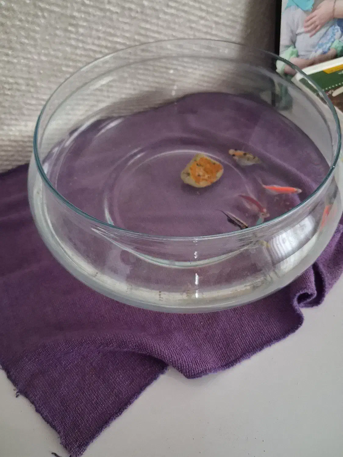 ۴عدد ماهی|ماهی|محمدیه-قزوین, |دیوار