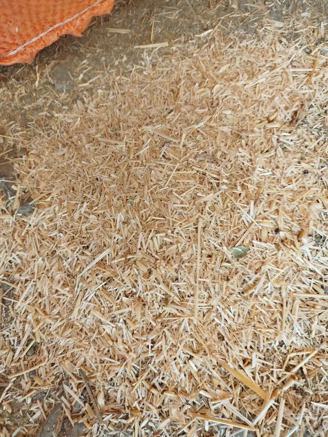 کاه|لوازم جانبی حیوانات|کلاترزان, |دیوار