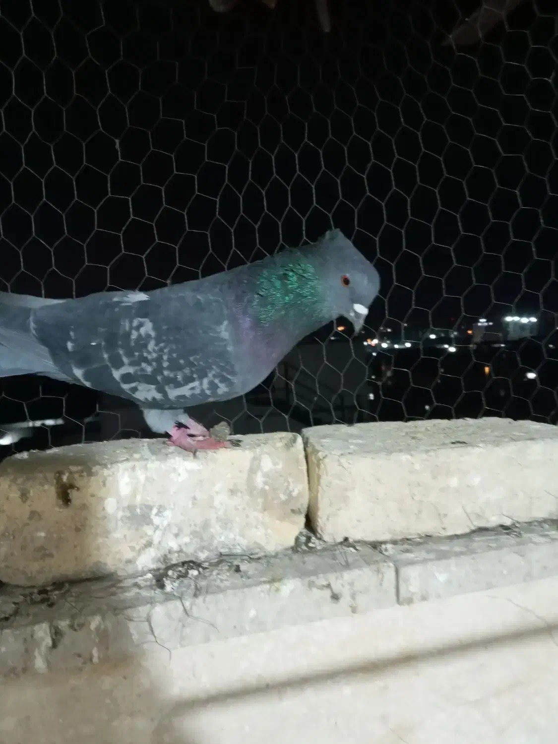 کبوتر راغ مگسی درجه1|پرنده|ورامین, خیر آباد|دیوار