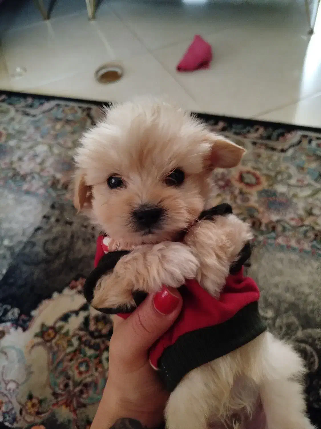 سگ مالتی پو سه ماهه|سگ|پاکدشت, پاکدشت (مامازند)|دیوار