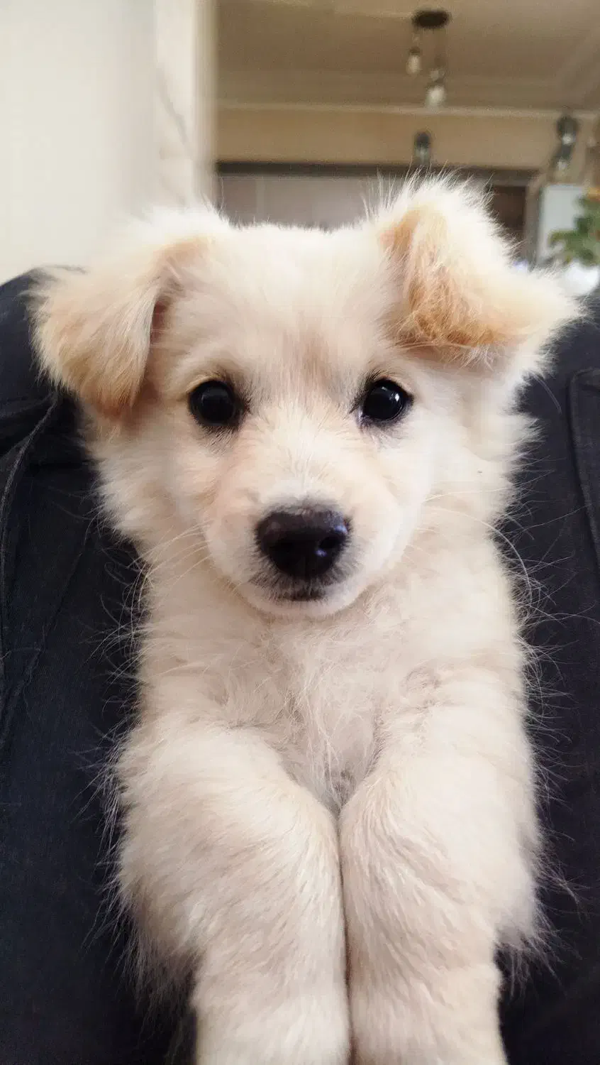 توله سگ نر|سگ|شهرضا, |دیوار