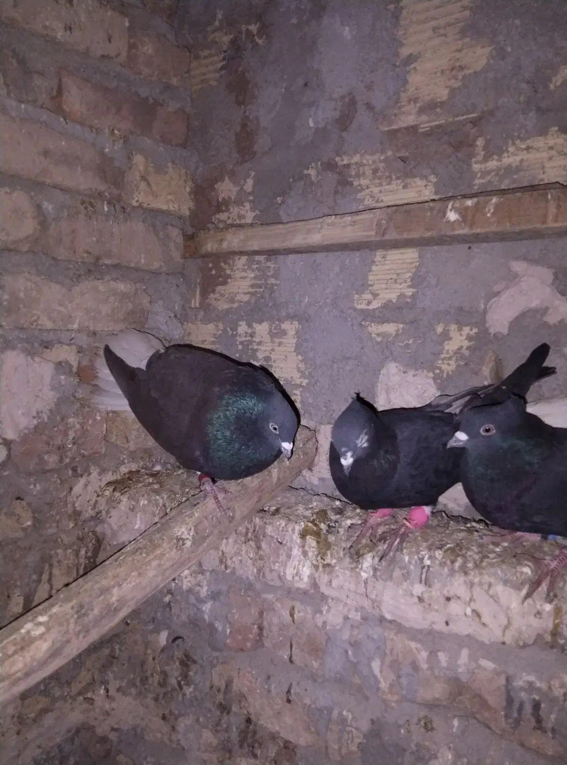 کبوتر|حیوانات|خرمآباد, |دیوار