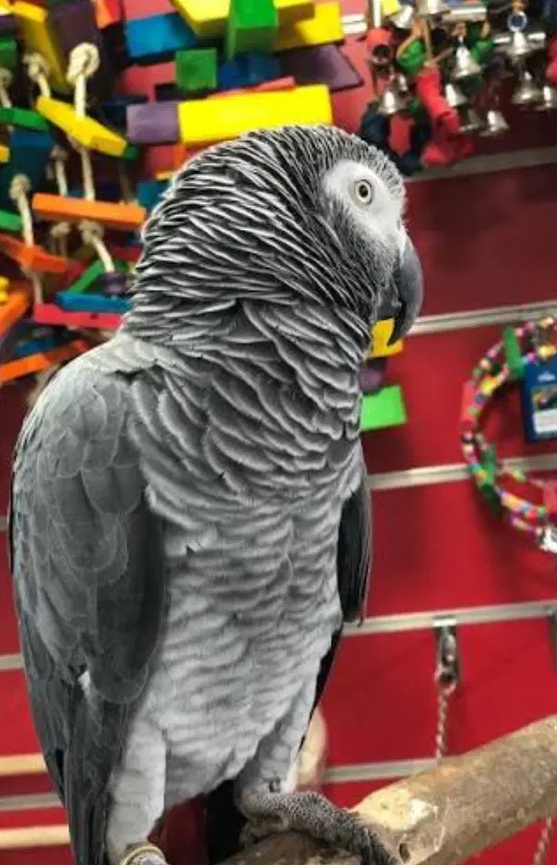 تخم نطفه دار کاسکو.|پرنده|باوی, |دیوار