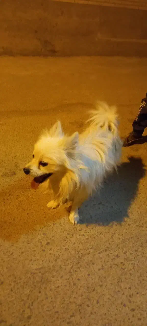 سگ اشپیتز|سگ|زارچ, |دیوار