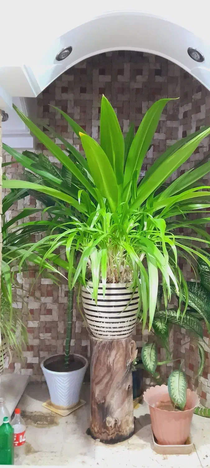 گل فیکوس و سوسن و پاندانوس و دیفن باخیا|گل مصنوعی|یزد, |دیوار