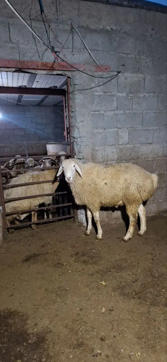 قوچ|حیوانات مزرعه|ارشق, |دیوار