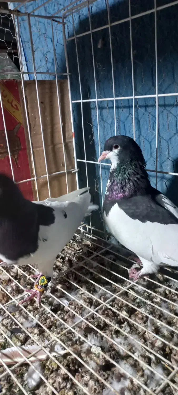 فروش  یجفت یالی با یه طوقی نر|پرنده|برازجان, |دیوار