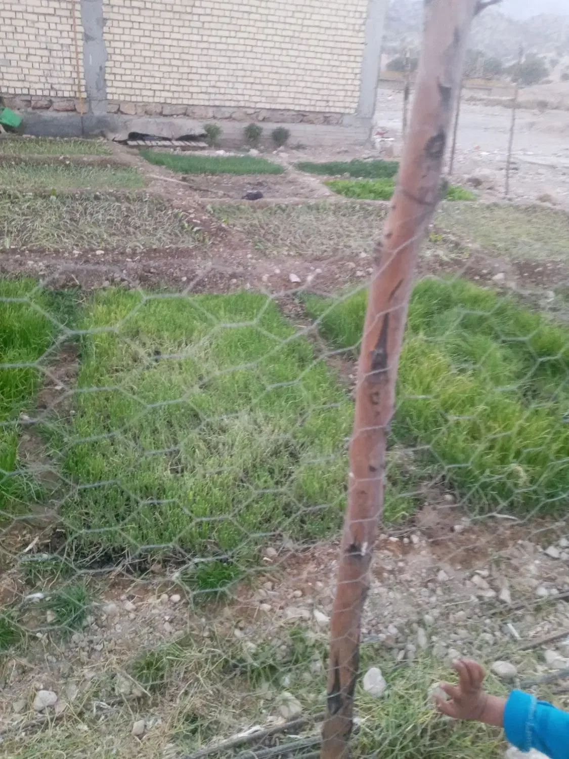 تیم پیاز  یا مشاع پیاز|خدمات باغبانی و درختکاری|چاروسا, |دیوار