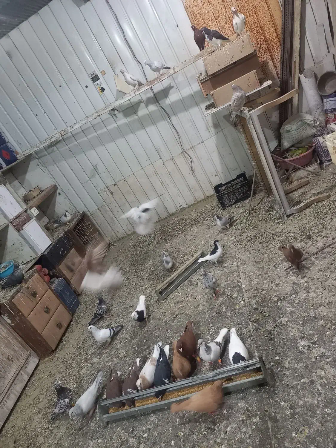 فروش کبوتر|پرنده|وحیدیه, |دیوار