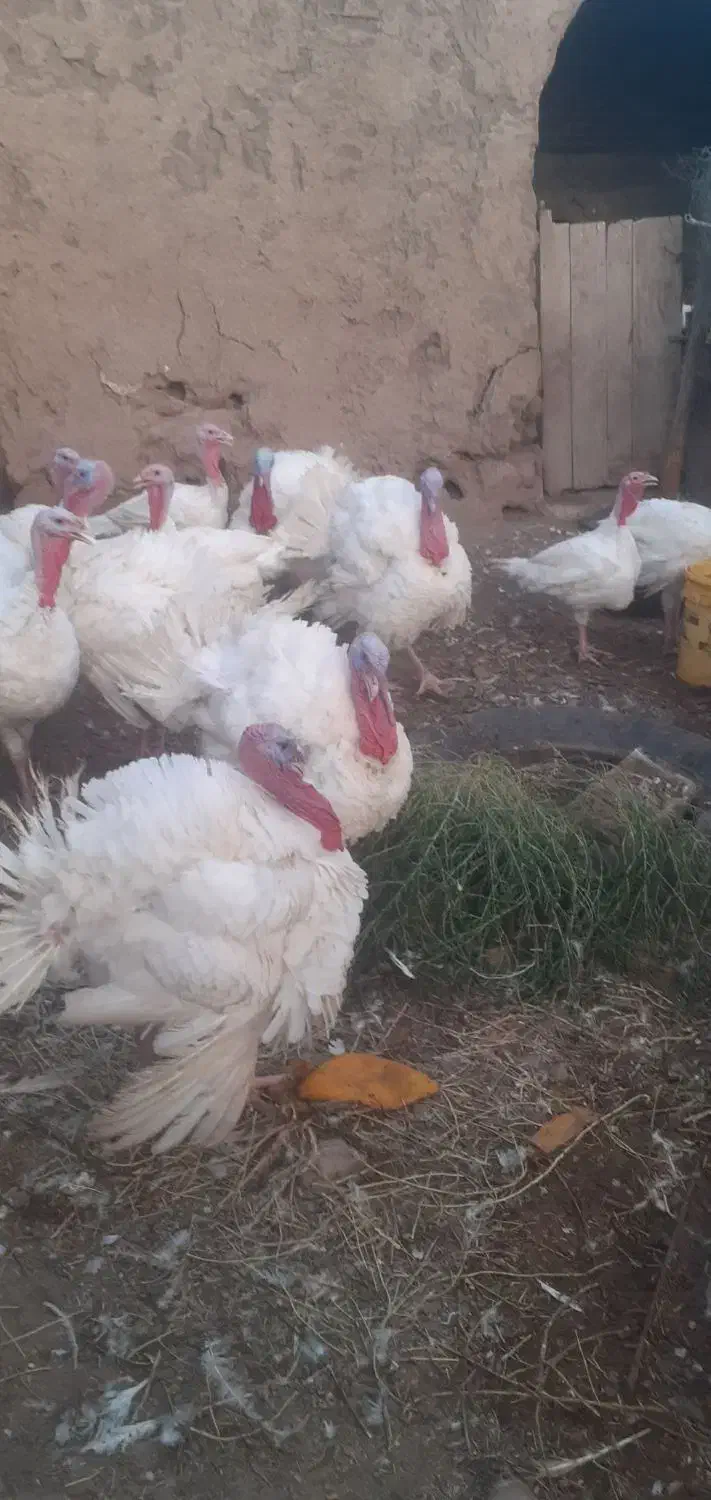 بوغلمون گوشتی چاق بدون دارو خونگی|حیوانات مزرعه|سبزوار, باهنر|دیوار