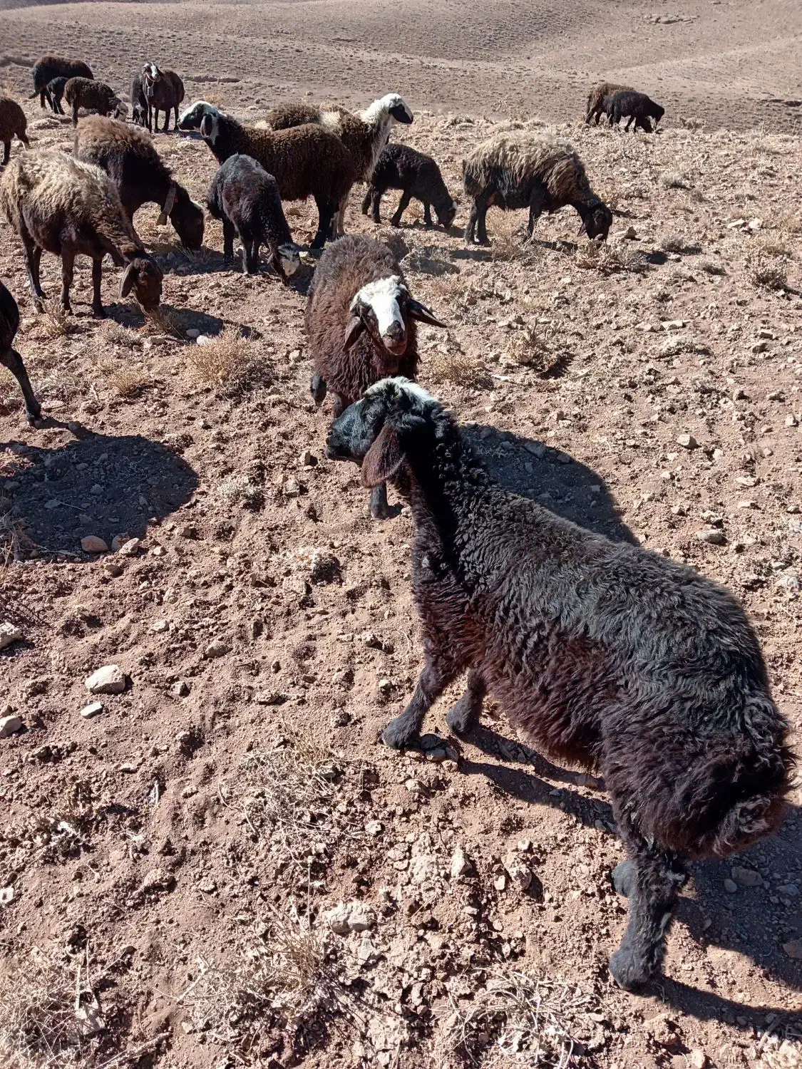 بره نر افشار ی|حیوانات مزرعه|داران, |دیوار
