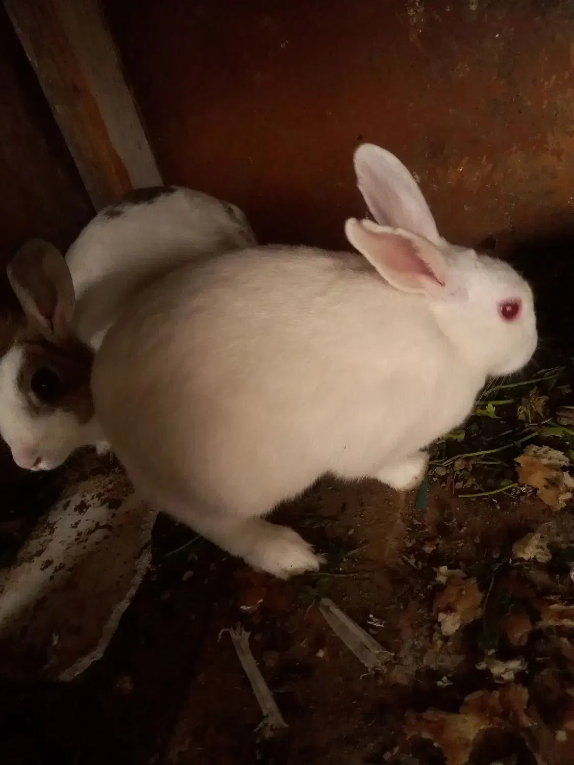 فروش دوتا خرگوش ماده|موش و خرگوش|آستارا, |دیوار