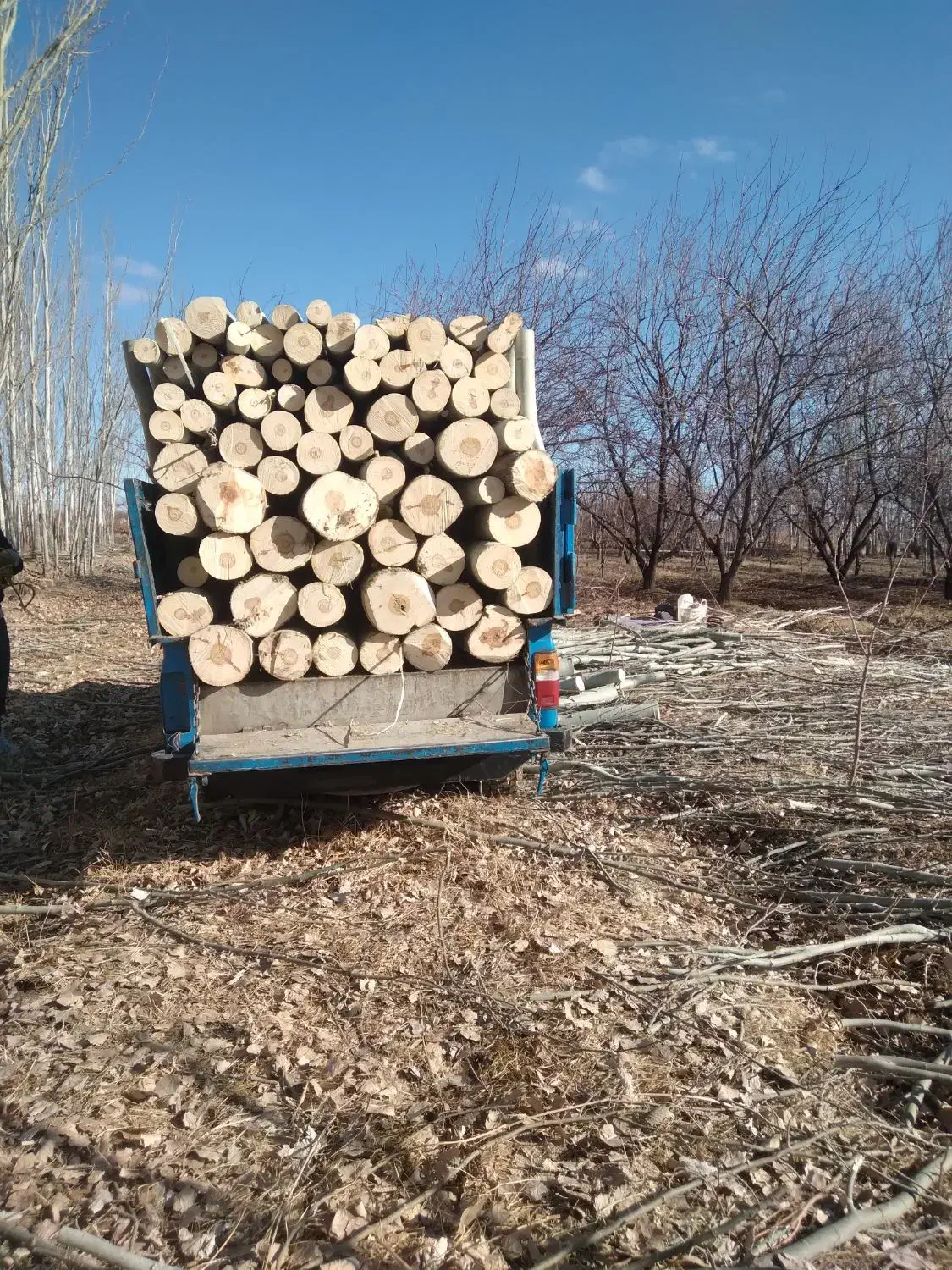 خرید چوب|خدمات باغبانی و درختکاری|بکتاش, |دیوار