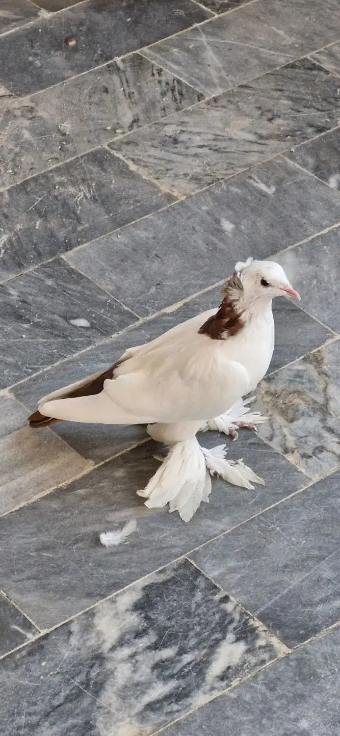 کبوتر یا پرنده|پرنده|تبریز, |دیوار