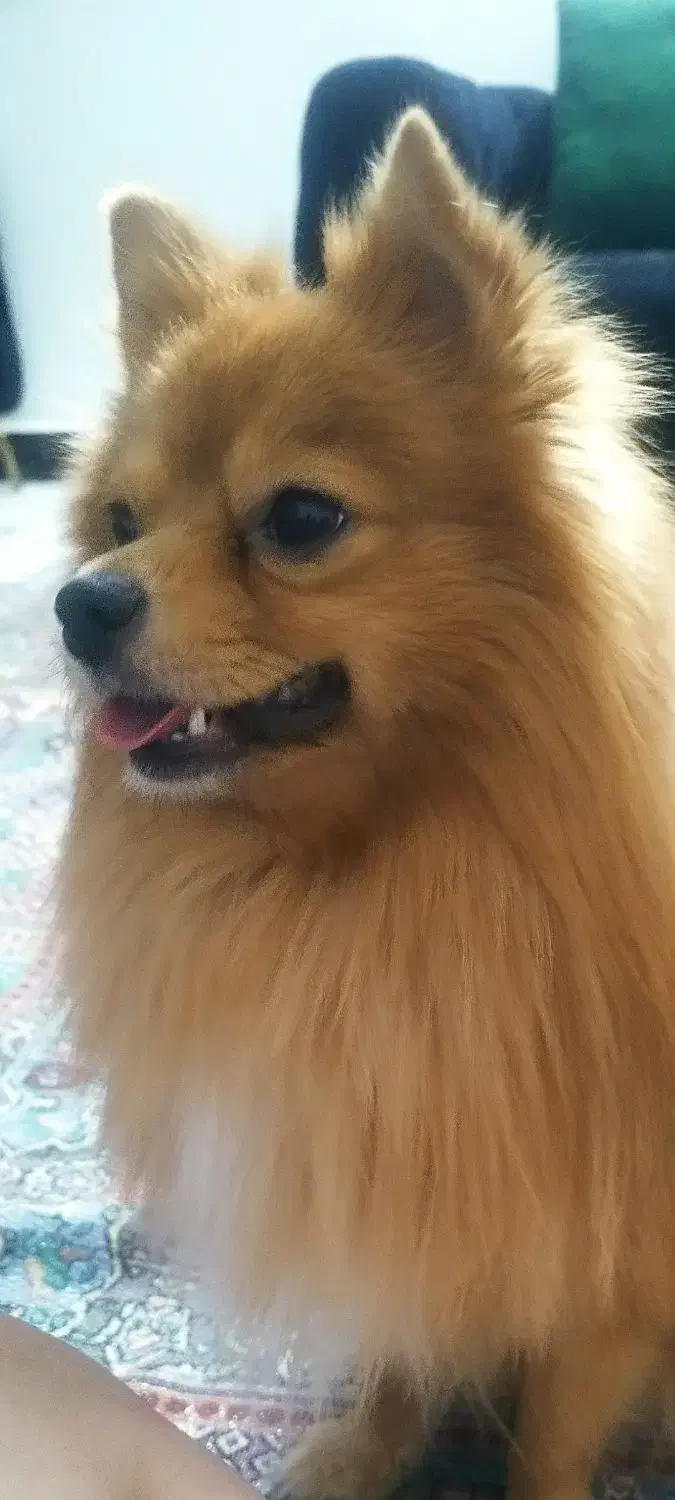 سگ پامر گمشده|حیوانات|مشهد, انقلاب|دیوار