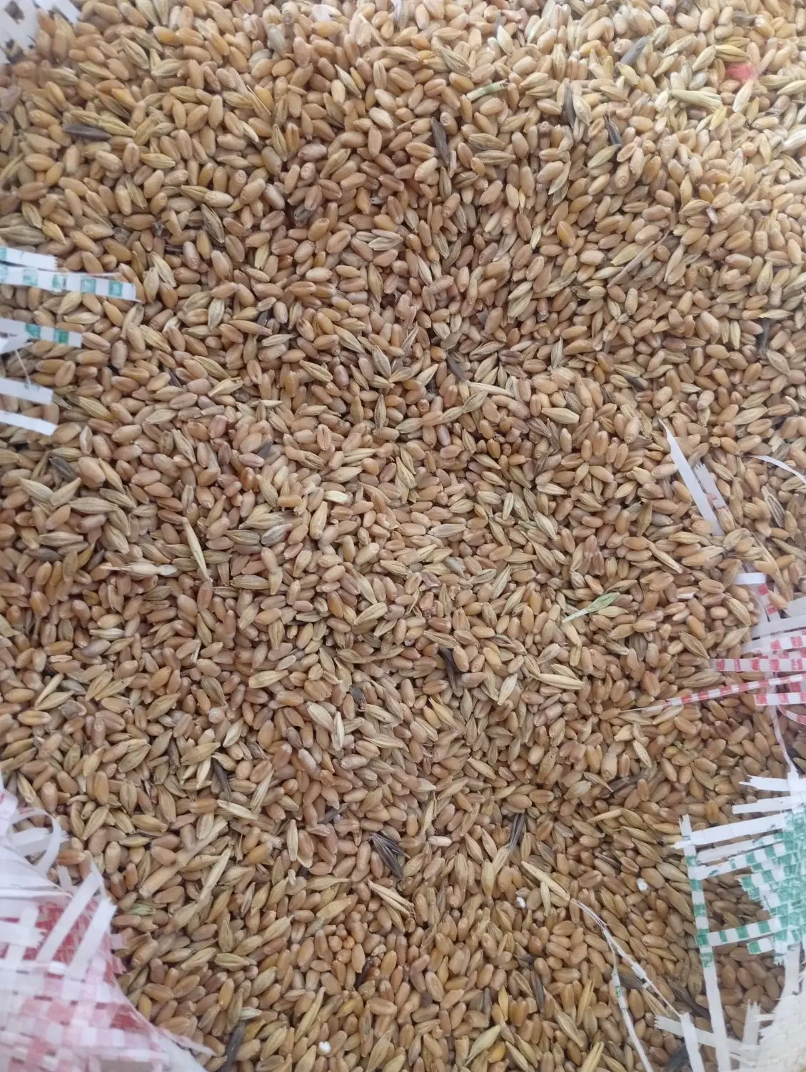 گندم|خوردنی و آشامیدنی|حمیدیه, |دیوار