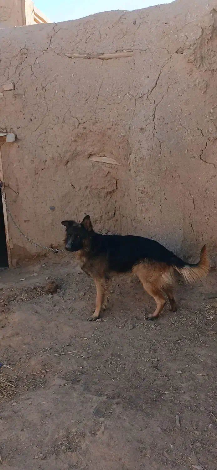 سگ ژرمن اصیل|سگ|تربتحیدریه, شهرک ولیعصر|دیوار