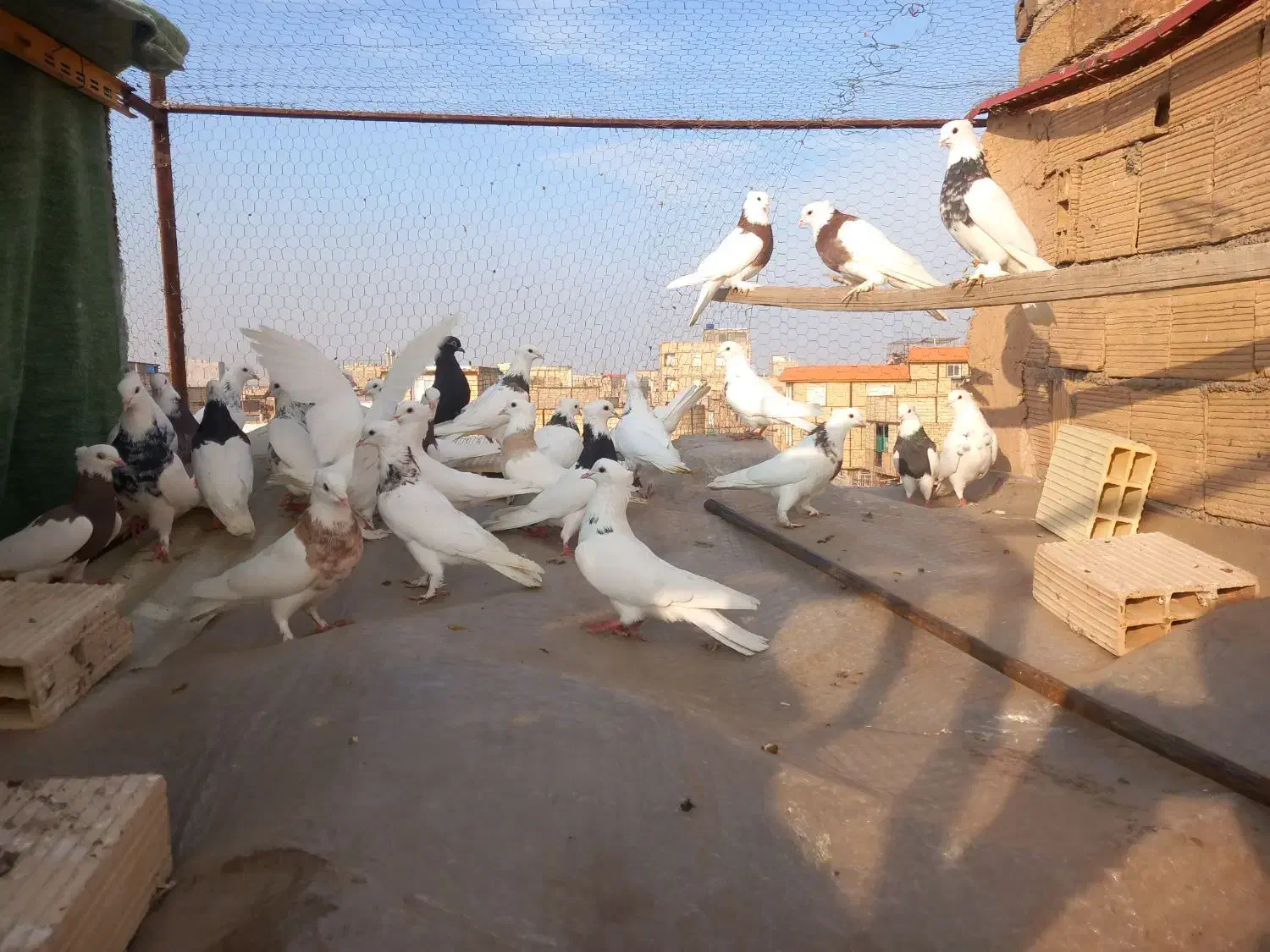 کفتر رنگی|پرنده|قم, شهید صیاد شیرازی|دیوار