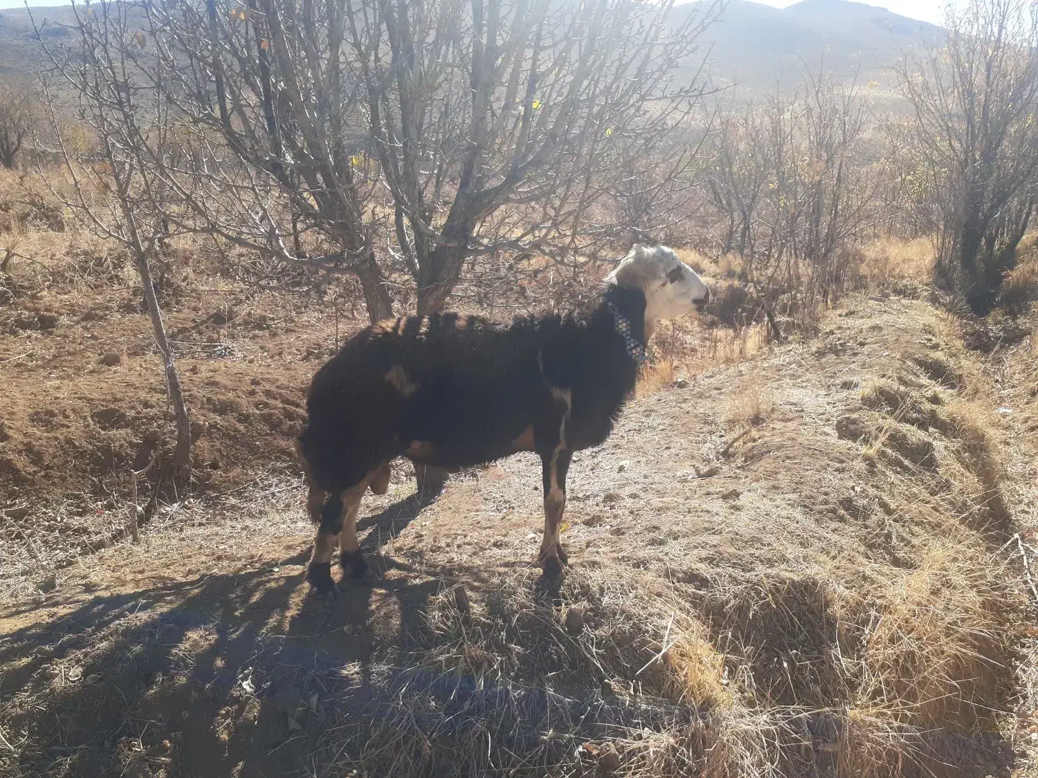 قوچ قوت پلنگی|حیوانات مزرعه|زند, |دیوار